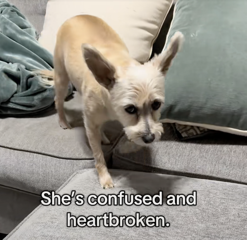 Dog Grieving the Loss of Her Brother Sibling